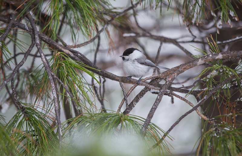 Mongolia bird watching 